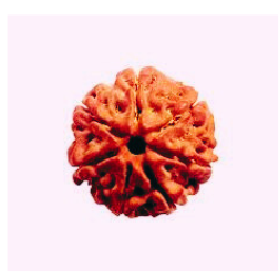 Rudraksha